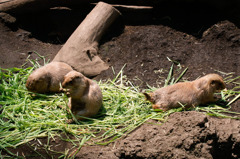 上野動物園