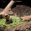 上野動物園