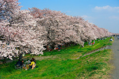 熊谷桜堤