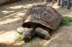 上野動物園の亀