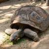 上野動物園の亀