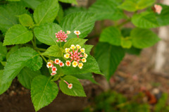 DSC03860