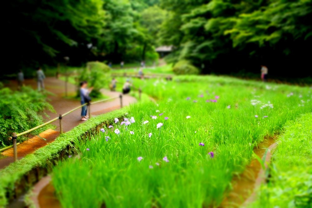 花菖蒲1