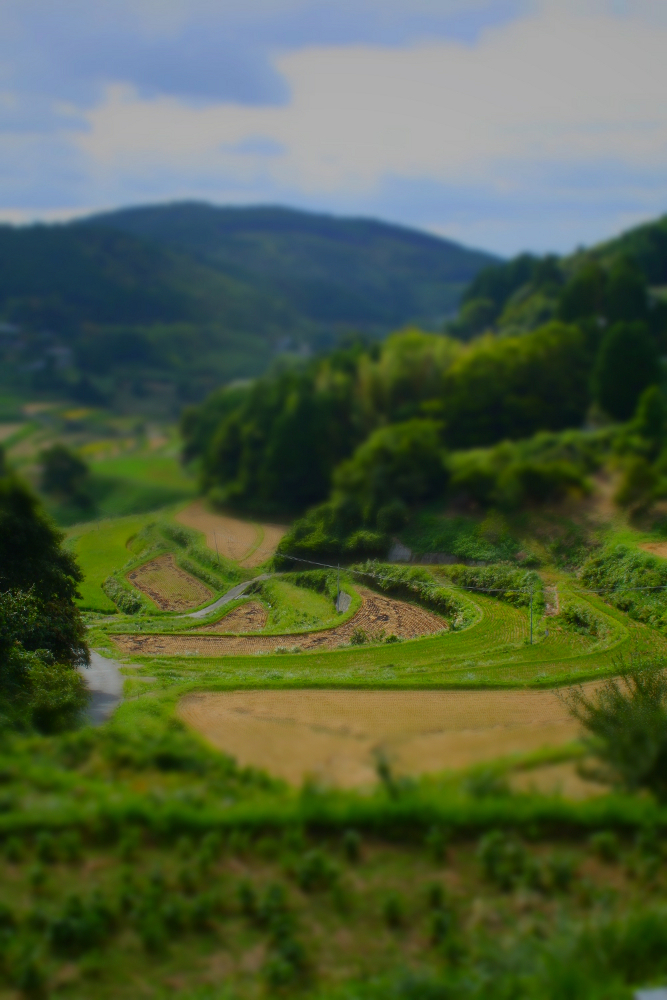 棚田