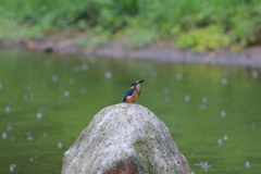 かわせみ