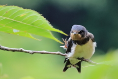 つばめ