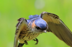 こしあかつばめ