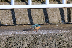 かわせみ