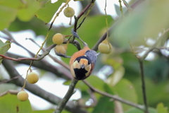 やまがら