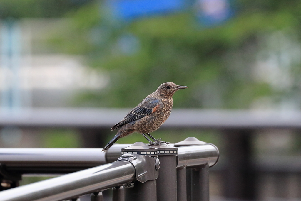 いそひよどり