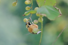 やまがら