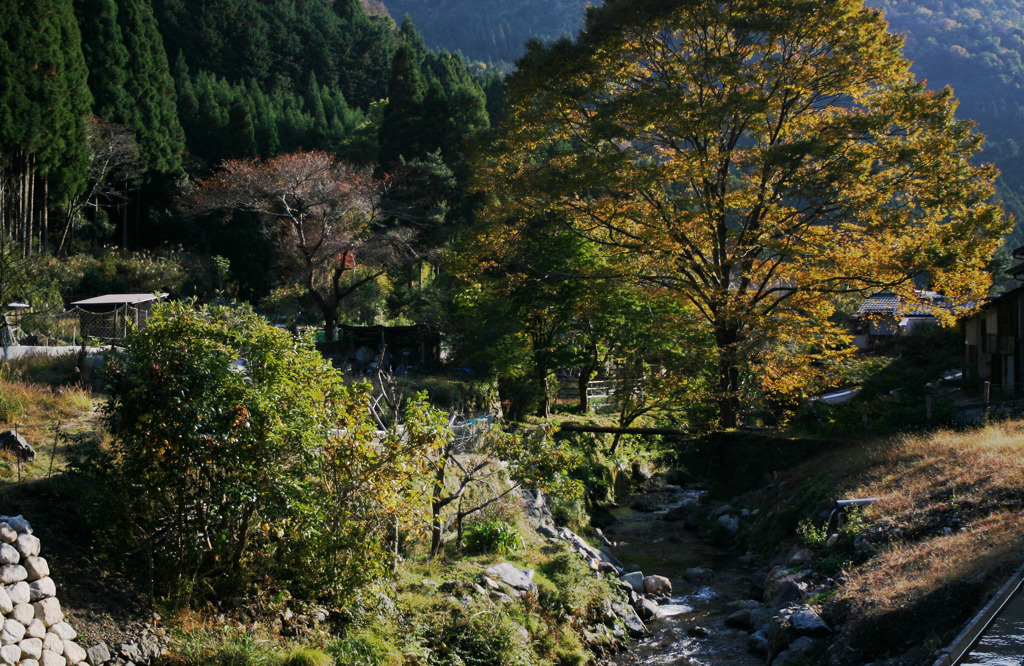 本日の里山