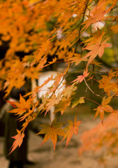 今年の紅葉は