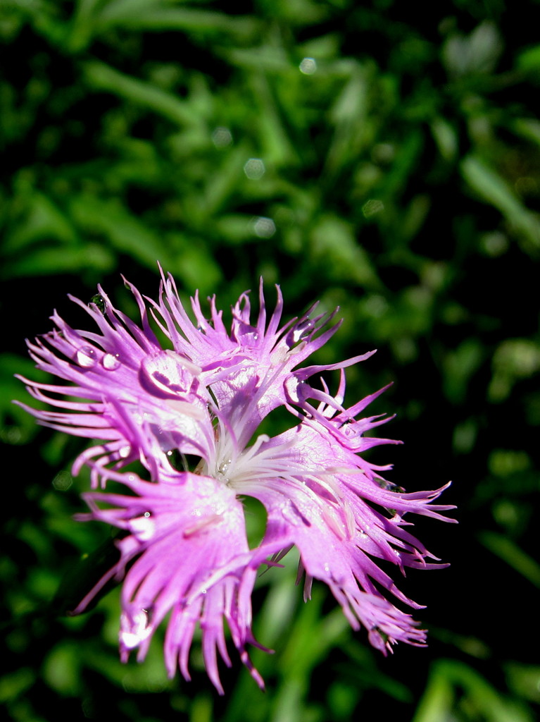雫花