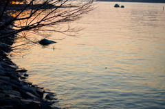 海