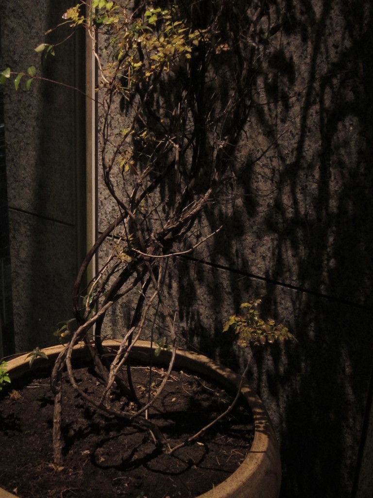 植木