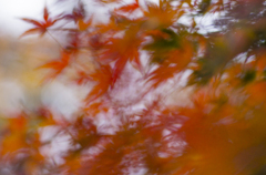 踊紅葉