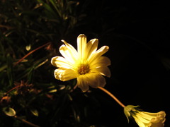 夜花