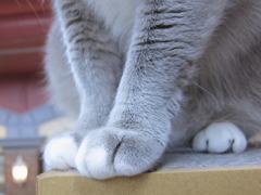 萌え