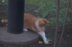 よっ　はっ