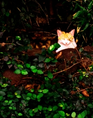 野良