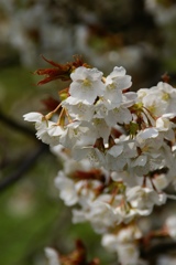 一心行の大桜