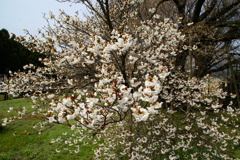 一心行の大桜