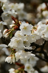 一心行の大桜