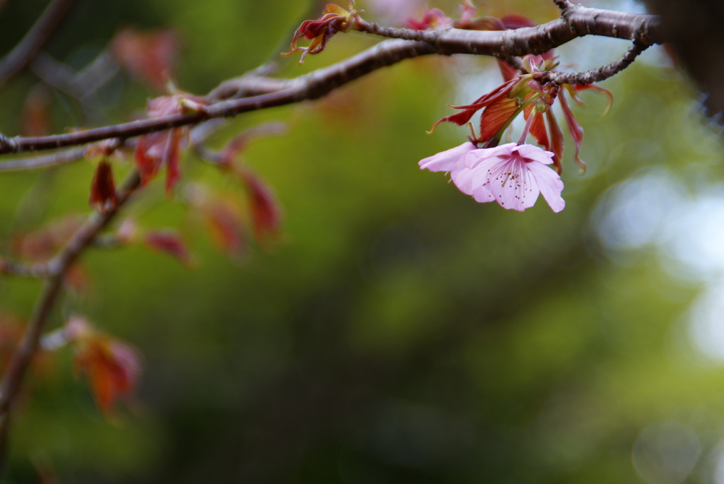 芽吹く若葉と桜