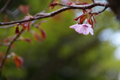 芽吹く若葉と桜