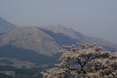 観音桜と南阿蘇