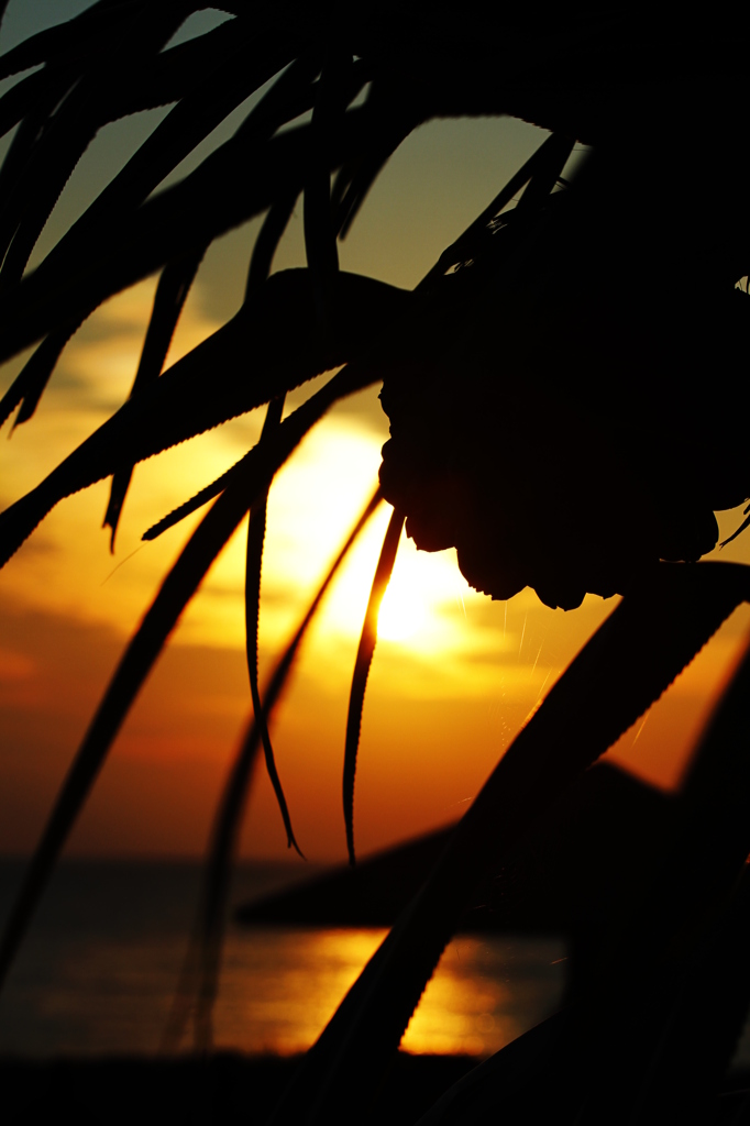 アダンの実+夕日(喜界島荒木の海岸にて)