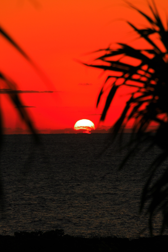 アダン、沈みゆく夕日