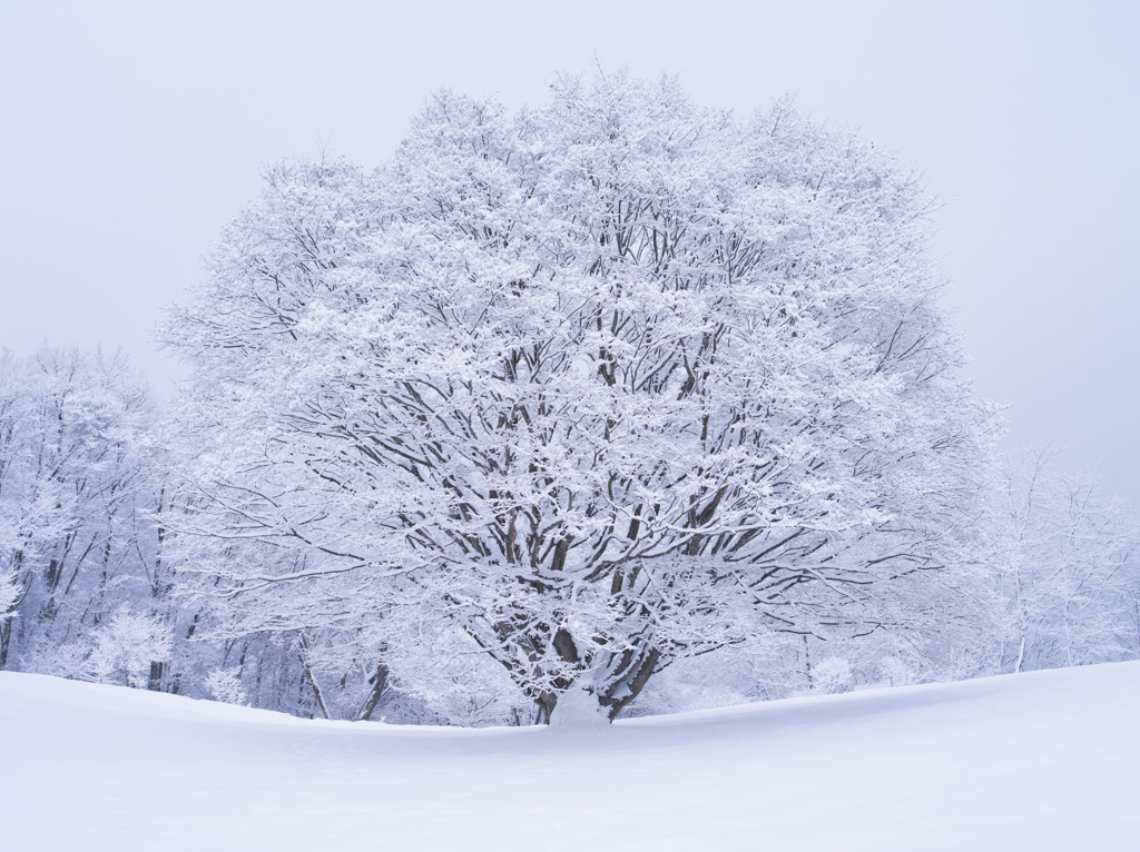 七色大カエデの雪化粧
