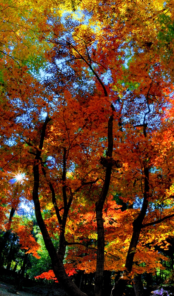 木漏れ日の秋