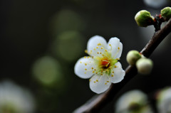 花春到来♪