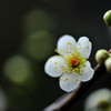 花春到来♪