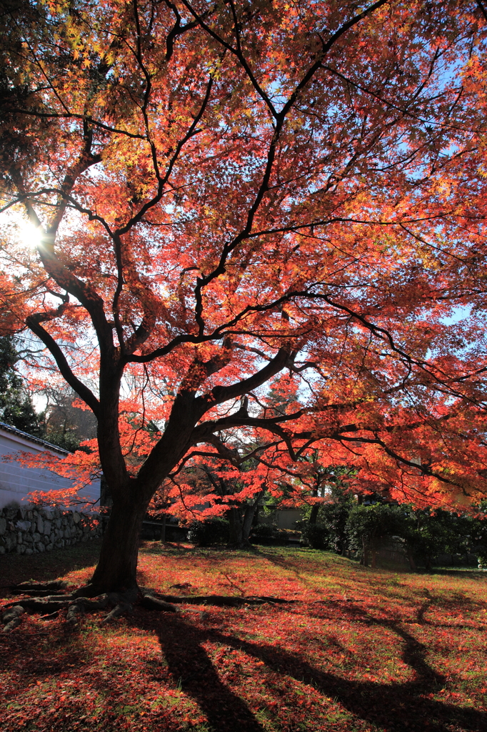 紅葉