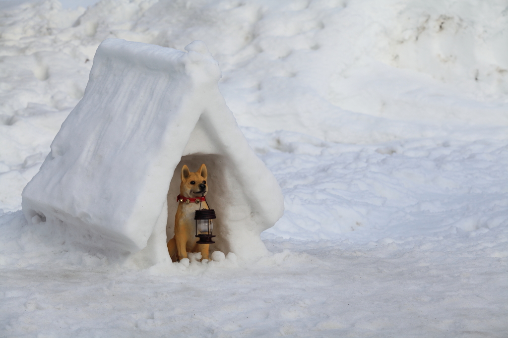 雪国のかわいい番犬
