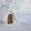 雪国のかわいい番犬