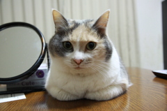 こたつの上はあったかいのよ