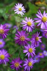 秋の花