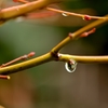 雨に濡れても