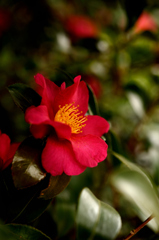 冬の花〜山茶花