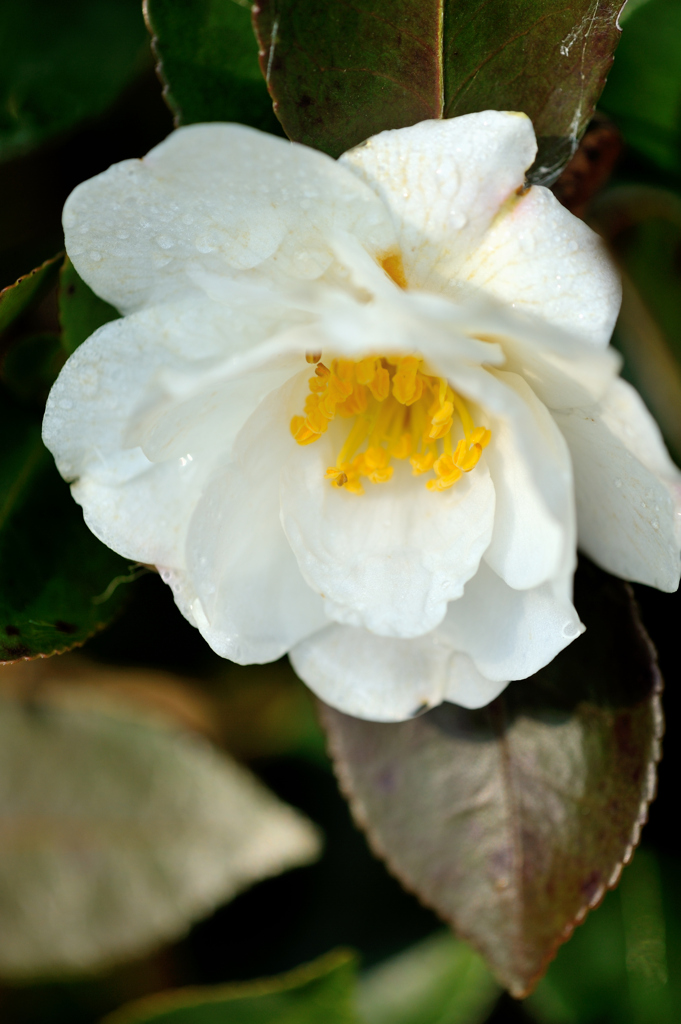 白の山茶花