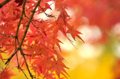 優しい秋の色