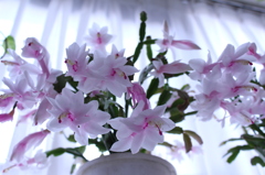 咲き乱れ　2012