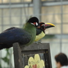 とり