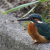 初！！カワセミ