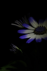 光りと花